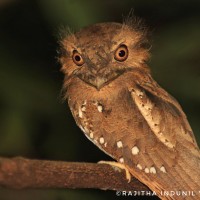 Batrachostomus  moniliger Blyth, 1846